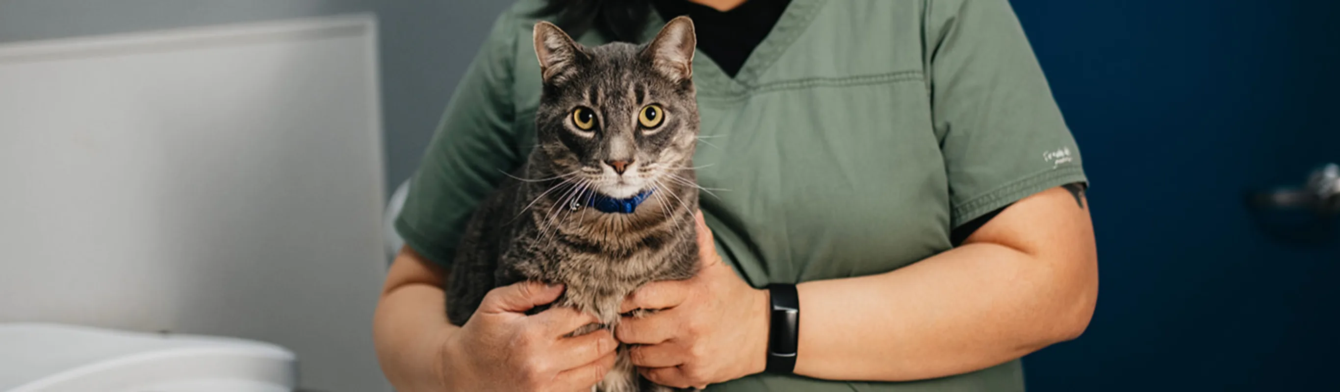 Staff member dressed in green holding a gray brindle cat with a blue collar and yellow eyes